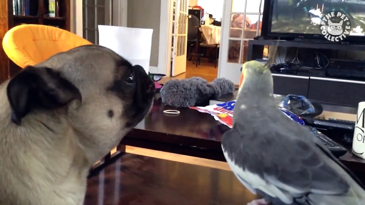 Puppies Howl For The First Time