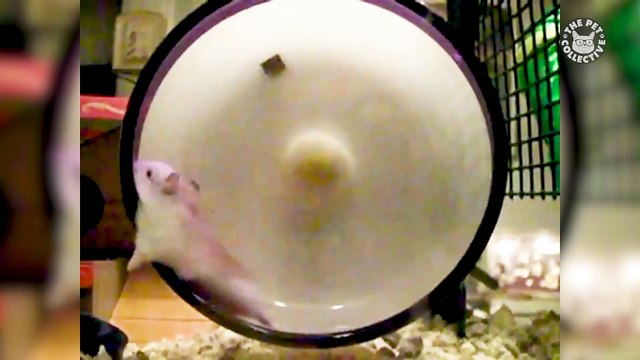 Rowdy Rodents - Funny Pet Video Compilation 2018