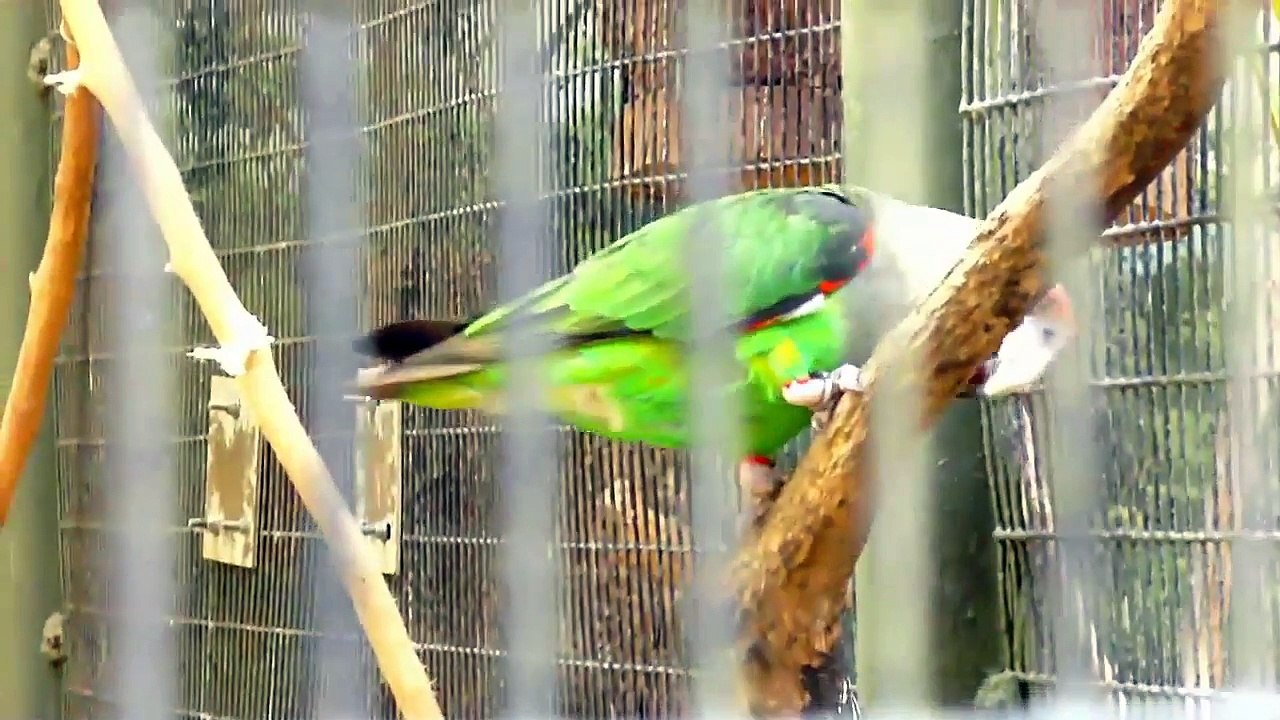 Everything about Poicephalus - Medium Parrots