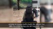 Chú khỉ gây chấn động cư dân mạng vì có khuôn mặt lo lắng hệt như con người