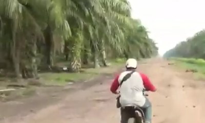 Petugas Masih Mencari Harimau “Bonita”