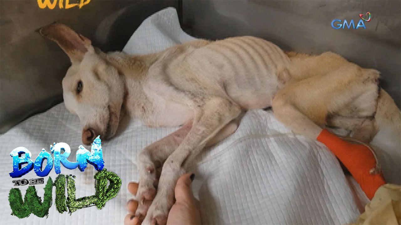 Born to Be Wild: Doc Nielsen saves a dog who swallowed a bone