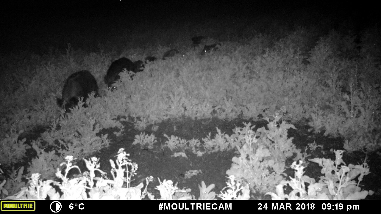 Sangliers_24_3_18