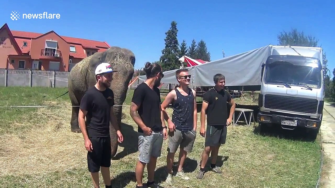 Cheeky elephant knocks over posing tourist