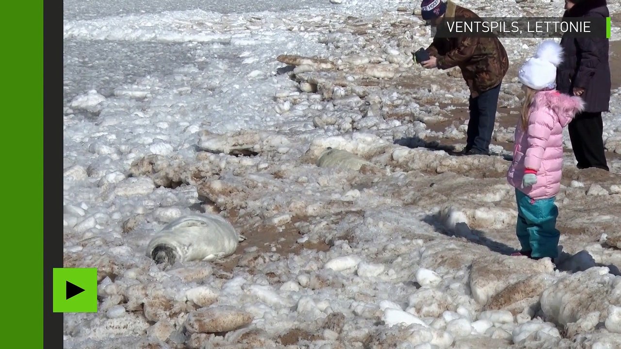 [Vie Animale] En Lettonie, les bébés phoques de la mer Baltique mènent la dolce vita