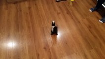 Baby Skunk Plays with Baby'er Skunk