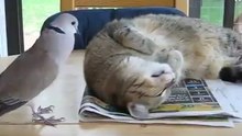 A Pigeon Distrub A Sleppy Cat - Funny Animals
