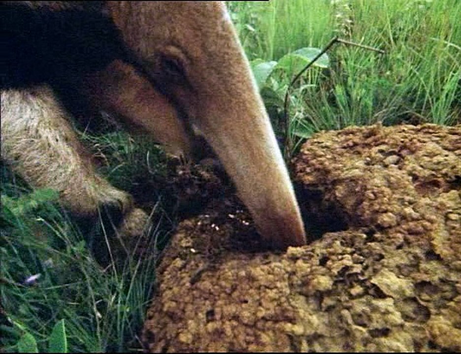 David Attenborough - Élet A Földön 10 - Téma És Varicációk