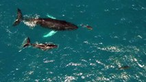 Dolphins and Whales Enjoying a Beautiful Hawaiian Day