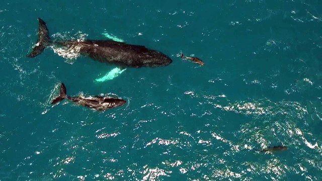 Dolphins and Whales Enjoying a Beautiful Hawaiian Day