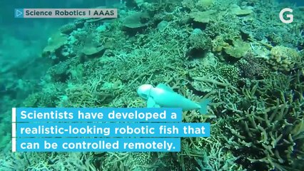 Robofish Explores the Pacific Ocean