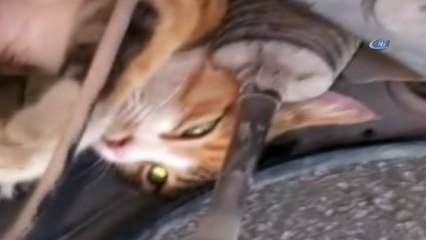 Otomobilden kedi kurtarma operasyonu