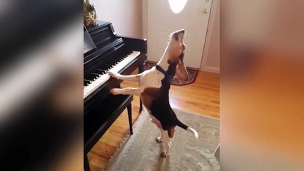 Este talentoso perro sabe cantar y tocar el piano