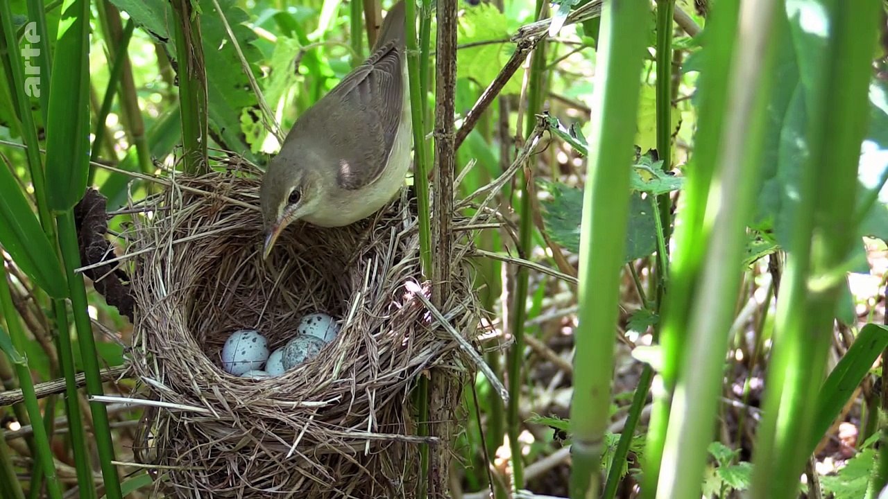 Coucous & Co. dans le nid d’un autre