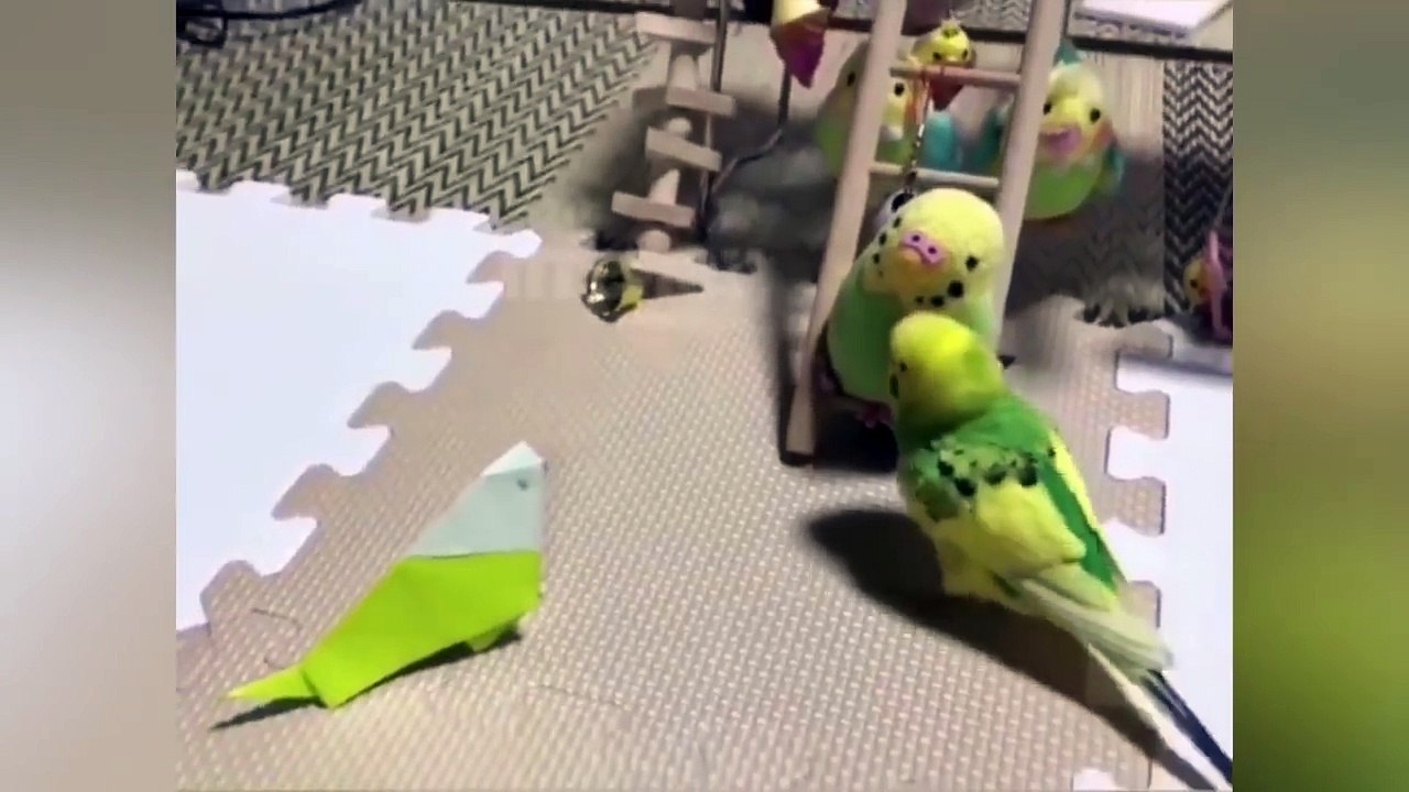 LES  CHATS  LES  PLUS  AMUSANTS  ET  LES  AUTRES  ANIMAUX 2018