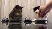 Dos gatitos se vuelven virales al pedir comida con una campanilla
