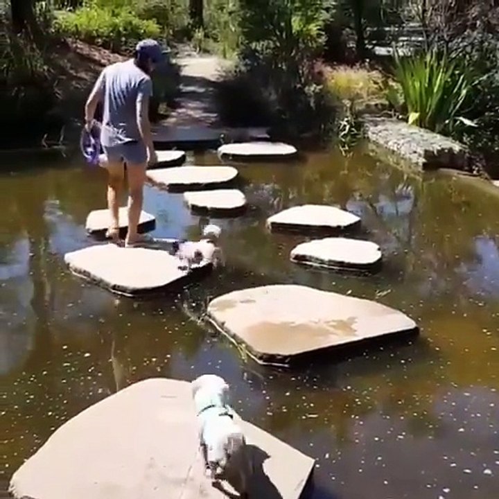 Mignon ce petit chien rate son saut et tombe dans l'eau !