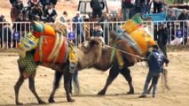 Aydın'da develer zeytin dalıyla güreşti