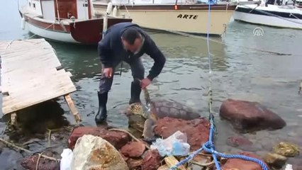 Bodrum'da Ölü Caretta Caretta Sahile Vurdu