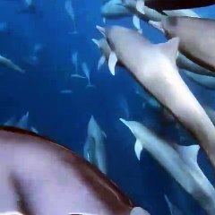 En nageant à la surface il ne s'attendait pas à trouver ça sous l'eau... Magnifique