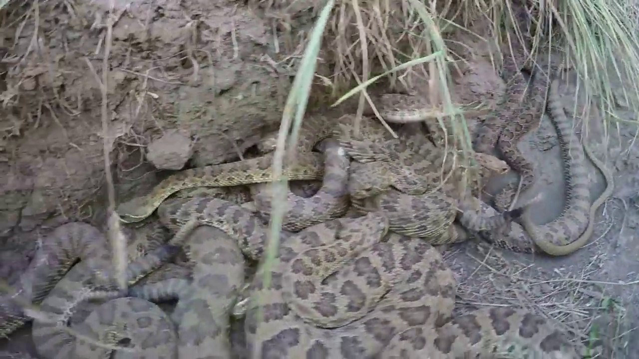 Il fait tomber sa GoPro dans un nid de serpents à sonnettes