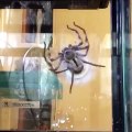 Time lapse impressionnant d'une araignée qui tisse son sac d'oeuf
