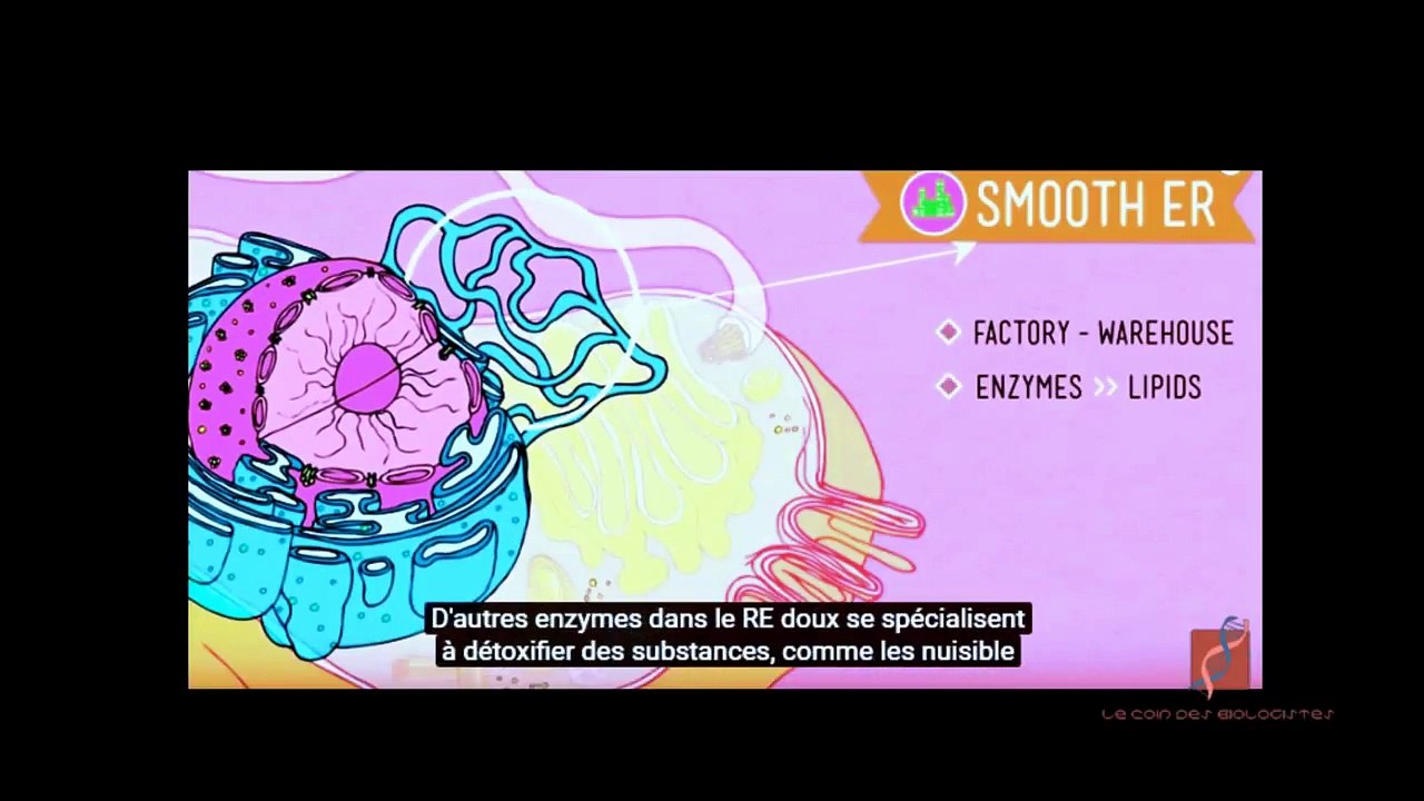 Cours la cellule animale (sous-titres Français)