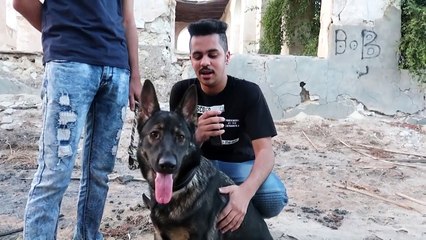 ردة فعل كلابنا البوليسيه يوم هجموا علينا حرامية وسرقو المكان !!