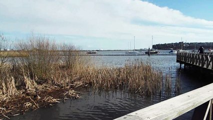 Cardiff Bay Wetlands Reserve - Video 2