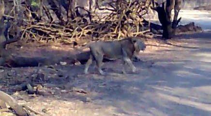 [MP4 360p] Live Encounter with Lion in Gir Forest Gujrat