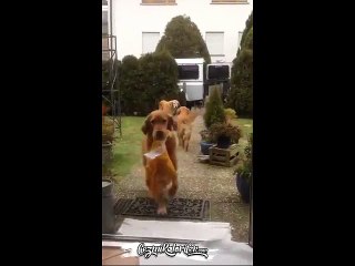 Sahiplerinin Market Alışverişine Yardım Eden Köpekler