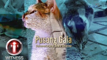 I-Witness: 'Pusang Gala,' dokumentaryo ni Howie Severino (full episode)