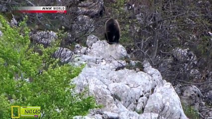 Sự sống trên những đỉnh núi - Thế giới động vật - Thuyết minh