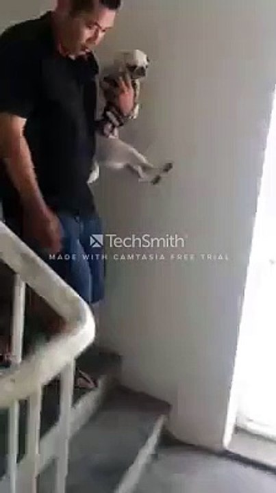 Nhóm bạn trẻ tìm kiếm, cứu sống được 4 chú cún mắc kẹt trong chung cư Carina sau vụ hoả hoạn 1