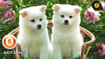TOP 10 CUTEST DOG BREEDS
