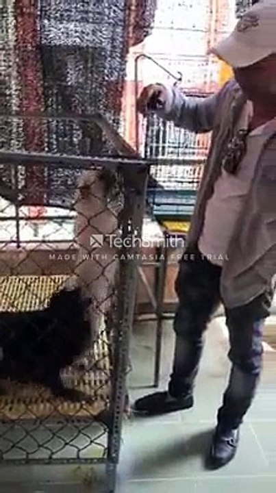 Chú chó được giải cứu khỏi chung cư bị cháy