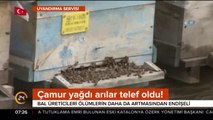 Arıcılar endişeli