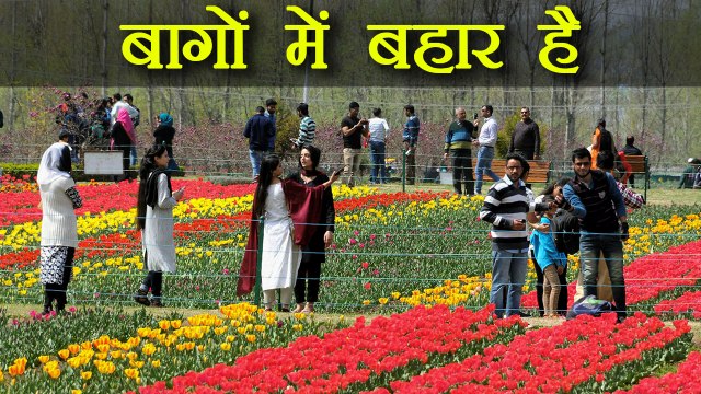 Tulip Garden को देखने Visitors की लगी भीड़, आप भी खूबसूरती देख रह जाएंगे भौंचक्के | वनइंडिया हिन्दी