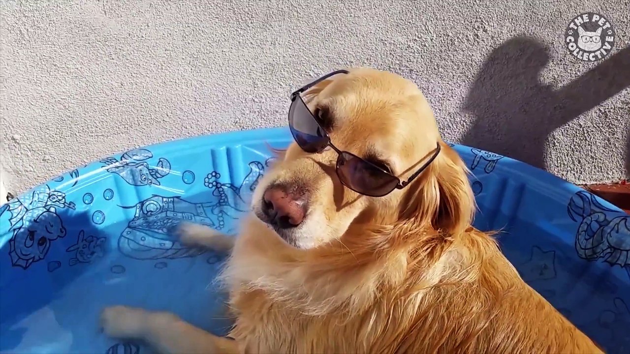 Fourth of July Pets - Funny Pet Video Compilation 2018