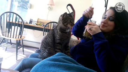 Greedy Cats - Funny Cat Video Compilation 2018