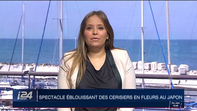 Japon : spectacle éblouissant des cerisiers en fleurs