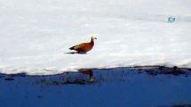 Kars’ın Sarıkamış İlçesinde, Baharın İlk Günlerinde Angut Kuşları