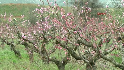 Antalya-Meyve Bahçelerinde Çiçek Şöleni