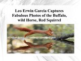 Leo Erwin Garcia Captures Fabulous Photos of the Buffalo, wild Horse, Red Squirrel