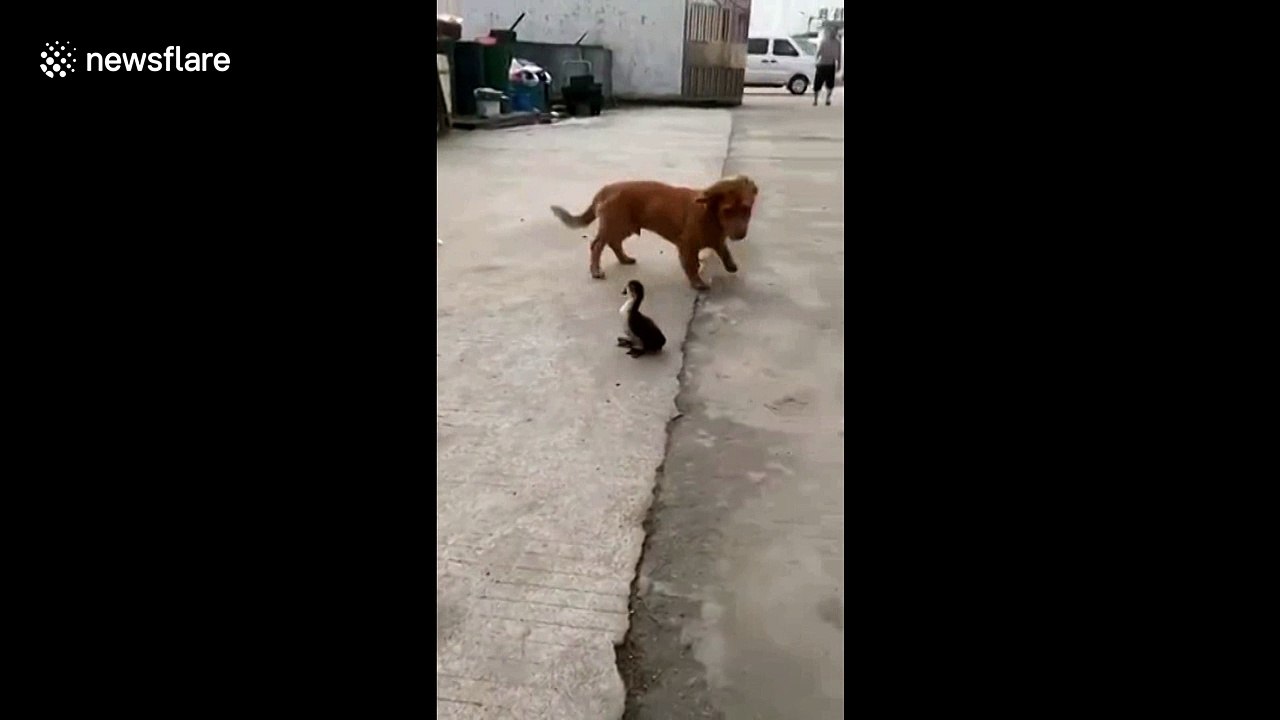 Duck launches surprise attack on dog's groin video Dailymotion