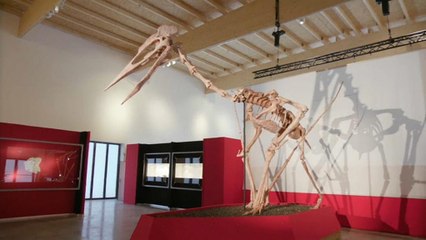 "Dracula" oder der "T-Rex der Lüfte"