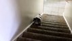 Un chien en surpoids monte un escalier