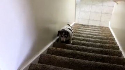 Un chien en surpoids monte un escalier