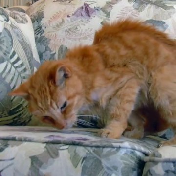 Florida man reunites with pet cat lost 14 years ago
