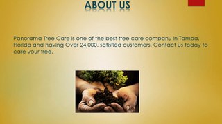 Tree Trimming Service in Tampa FL - Panorama Tree Care